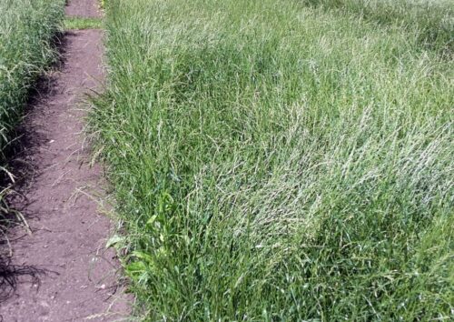 krir, dopłaty, ekoschematy, trawy