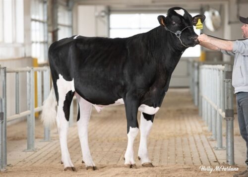 Vivify, Pattern, Rome, Sierpniowa ocena wartości hodowlanej według indeksu PF, indeks PF, IE, PFHBiPM