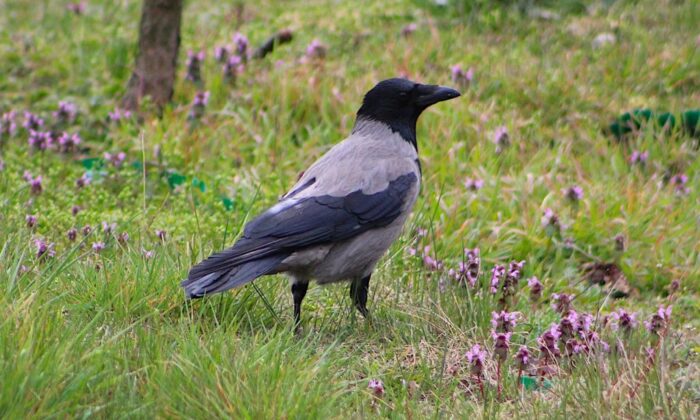 Gorączka Zachodniego Nilu, dzikie ptaki, padłe ptaki, Warszawa, komary, wirus, WNV-West Nile virus, choroba odzwierzęca