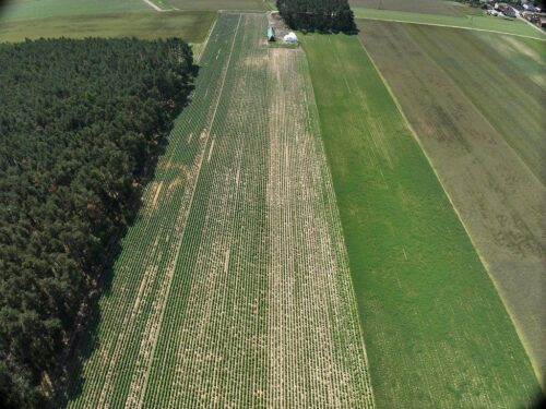 kontrola, ziemniaki, sadzeniaki, uprawy nasienne