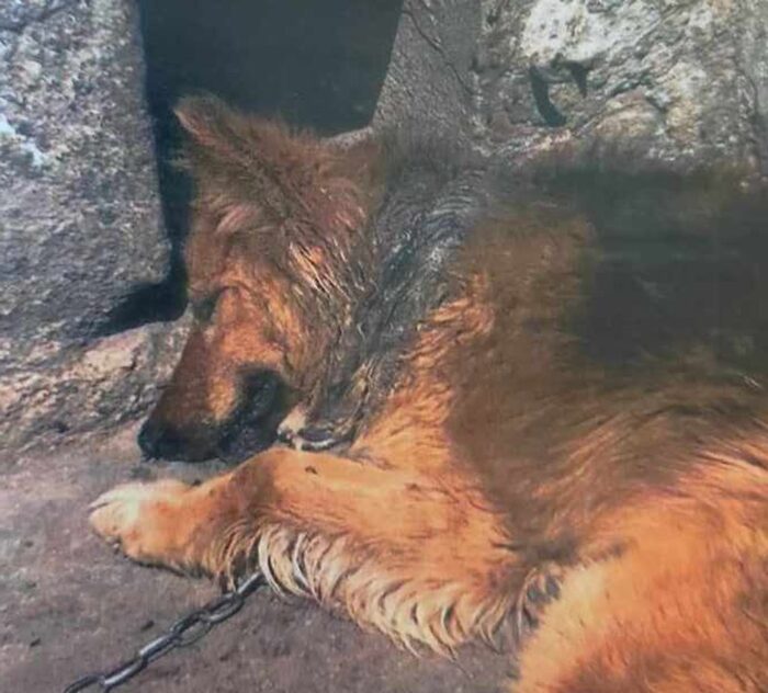 gospodarstwo, inspekcja weterynaryjna, znęcanie się nad zwierzętami, bydło, pies