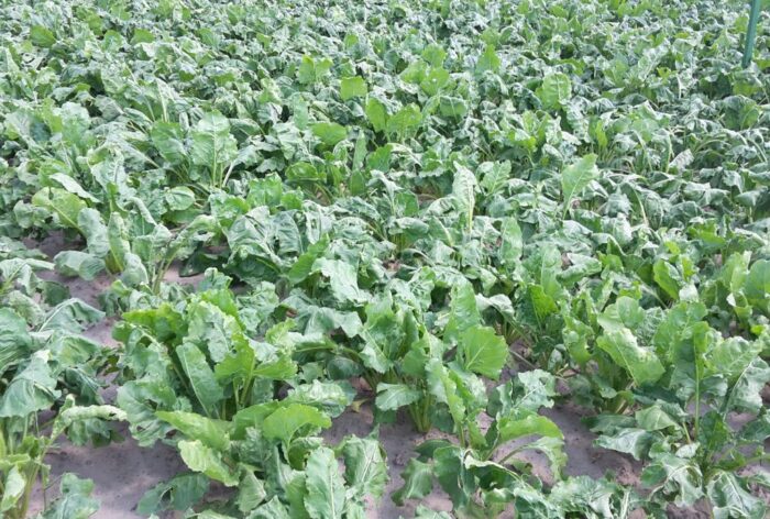 wir, buraki cukrowe, plantatorzy buraków, ceny buraków