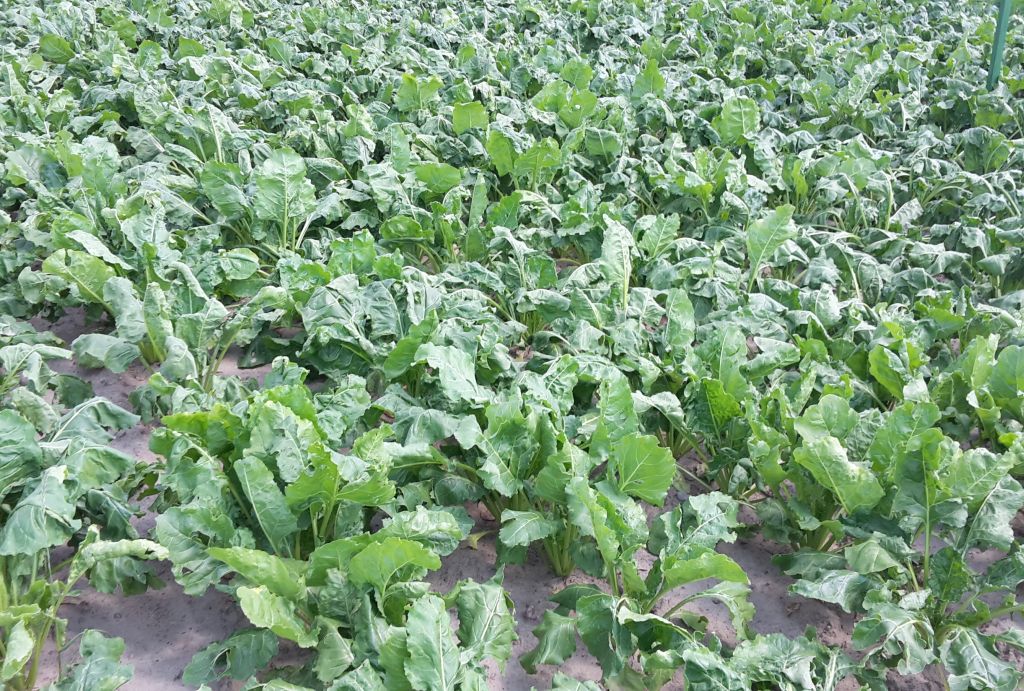 wir, buraki cukrowe, plantatorzy buraków, ceny buraków
