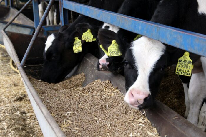 ubój na własne potrzeby, ubój zawodowy, ubój zwierząt, ministerstwo rolnictwa