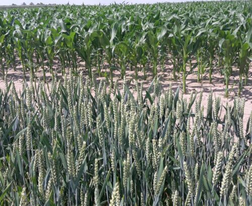 arimr, dopłaty, wnioski, kontrole, kontrole satelitarne