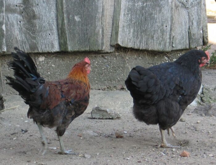 identyfikacja zwierząt, drób, zgłaszanie drobiu, aplikacja irzplus