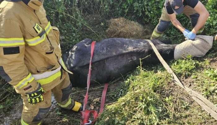strażacy, akcja ratownicza, koń, rzeka