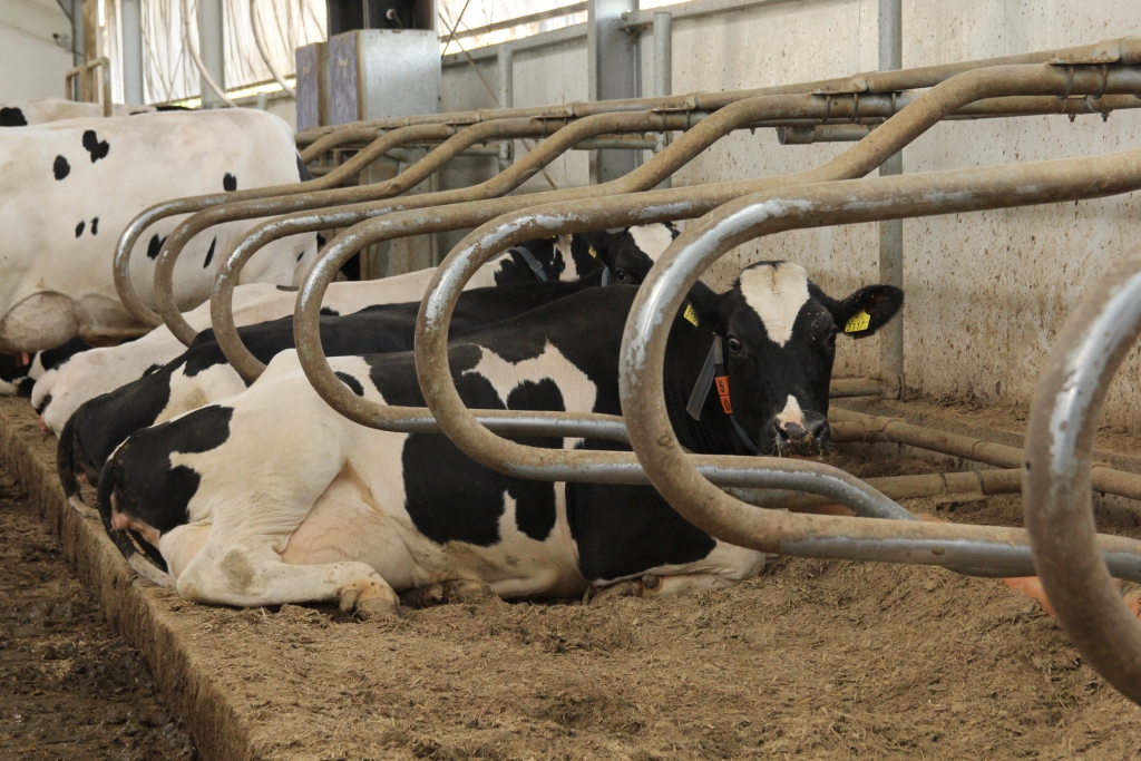 krowy mleczne, dobrostan, legowiska, komfort krów mlecznych