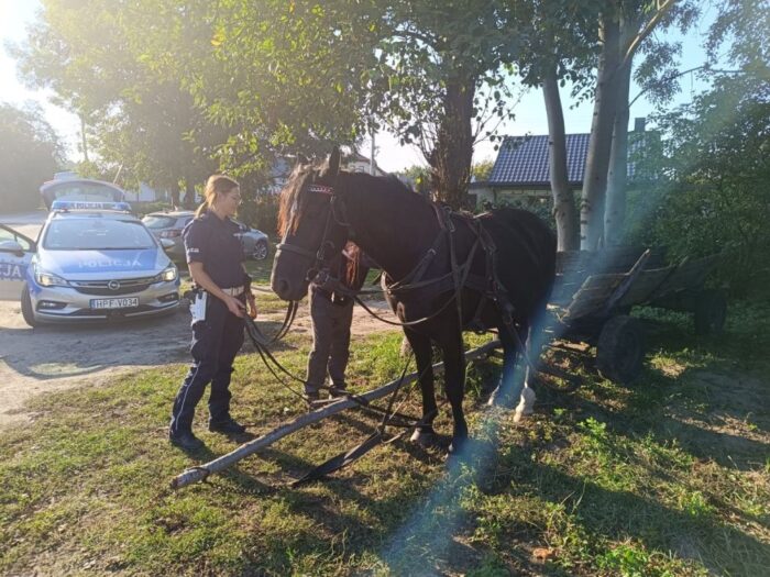 zaprzęg, koń, pijany woźnica, interwencja