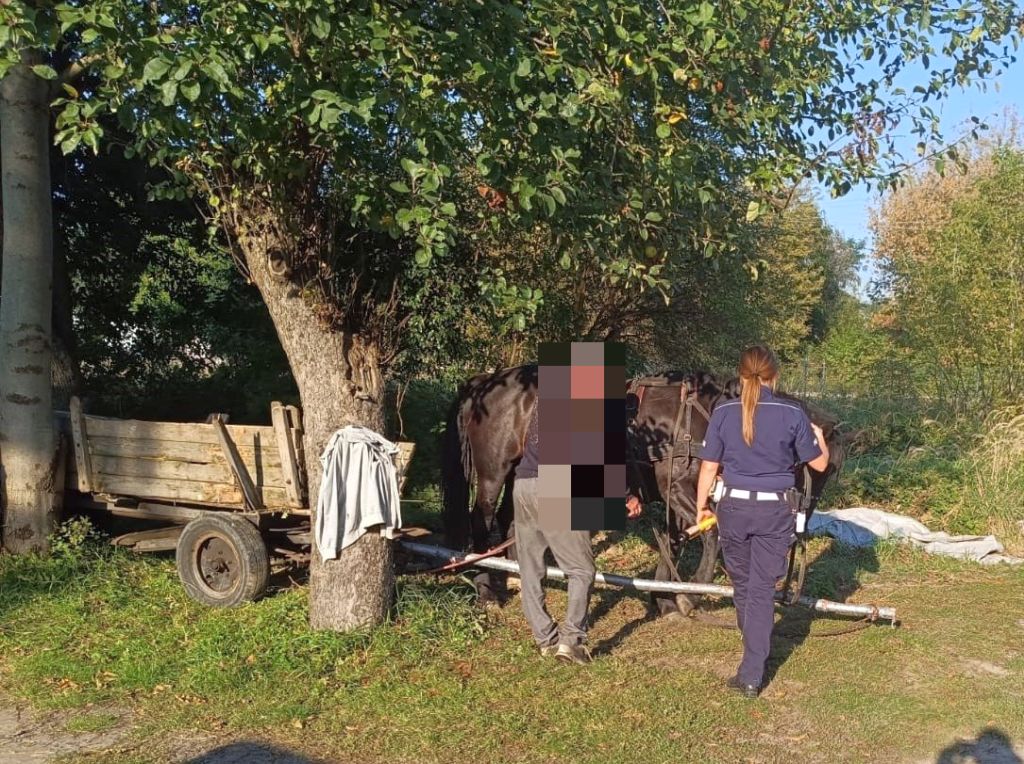 zaprzęg, koń, pijany woźnica, interwencja