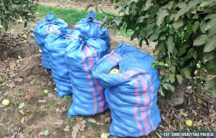 kradzież, jabłka, sad, nastolatek