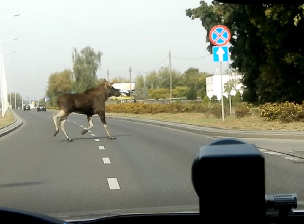 łosie, populacja łosia, lasy, rdlp lublin