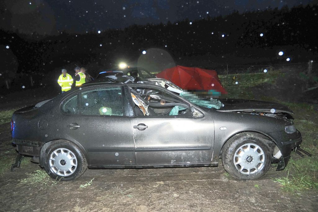 wypadek, zdarzenie drogowe, łoś, łąka
