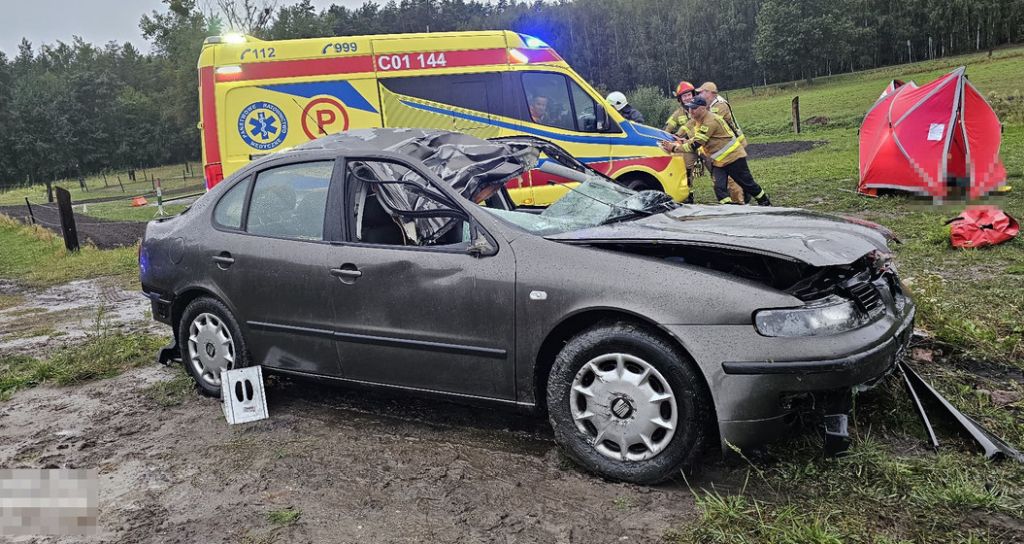 wypadek, zdarzenie drogowe, łoś, łąka