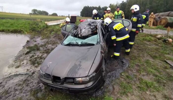 wypadek, zdarzenie drogowe, łoś, łąka