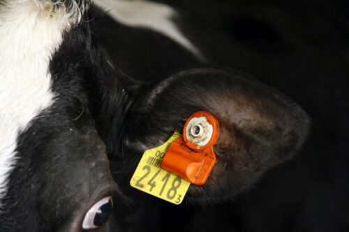 wykrywanie rui, monitoring stada, przeżuwanie, temperatura ciała,