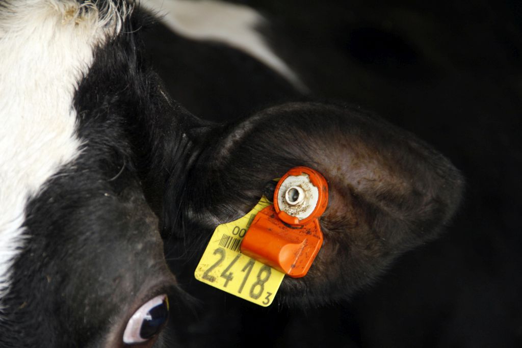 wykrywanie rui, monitoring stada, przeżuwanie, temperatura ciała,