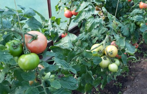 nik, rolnictwo ekologiczne, gospodarstwa ekologiczne, produkcja ekologiczna