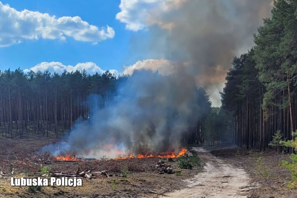 pożar lasu, akcja gaśnicza, podpalenia, podpalacz