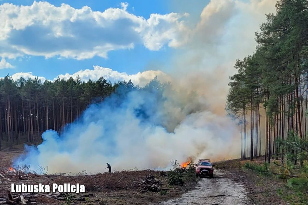 pożar lasu, akcja gaśnicza, podpalenia, podpalacz
