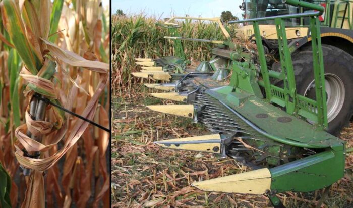 kukurydza, pułapki w kukurydzy, metal w kukurydzy, sieczkarnie