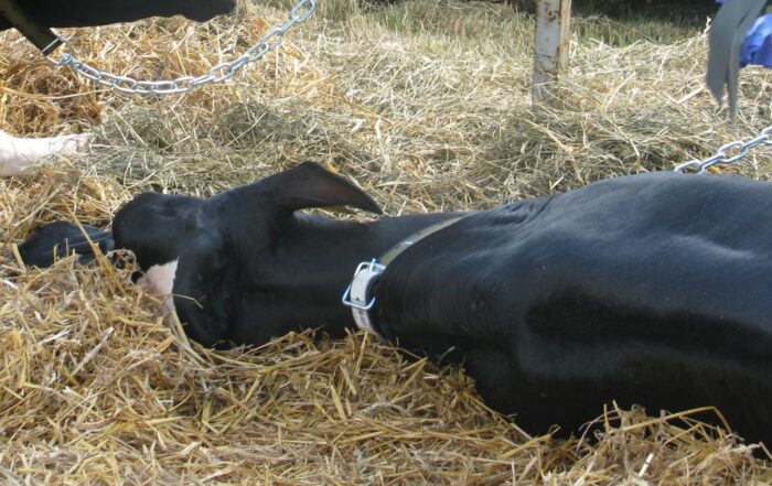 portugalia, hodowla bydła, wirus, ehd, krowi covid