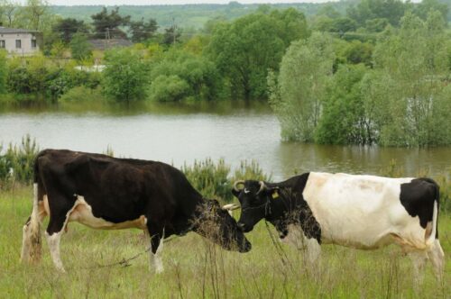 Inspekcja Weterynaryjna, główny lekarz weterynarii, Krzysztof Jażdżewski, pasza, woda, kiszonki, padłe zwierzęta