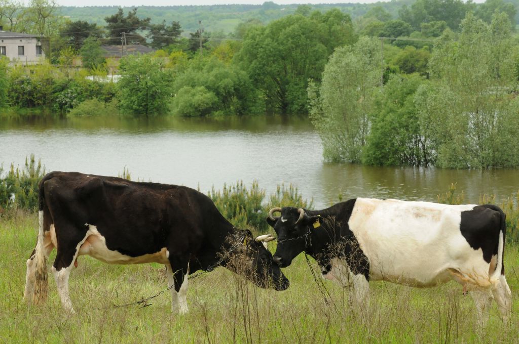 Inspekcja Weterynaryjna, główny lekarz weterynarii, Krzysztof Jażdżewski, pasza, woda, kiszonki, padłe zwierzęta