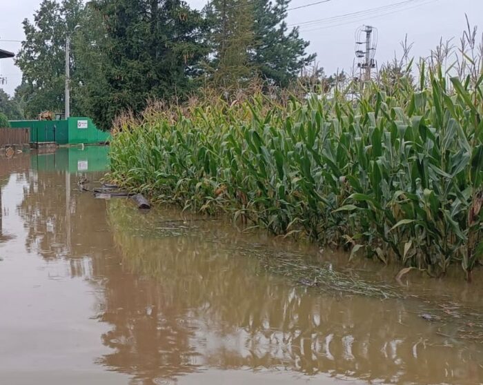 pomoc, dotacje, niezebrane uprawy, zalane uprawy