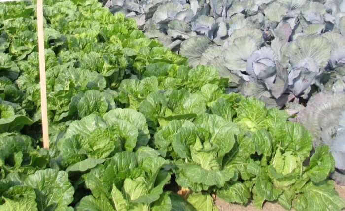 wiceminister rolnictwa, krajewski, rolnictwo ekologiczne, uprawy ekologiczne