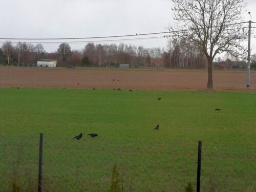 wiceminister klimatu, dorożała, dzikie ptaki, ptaki łowne