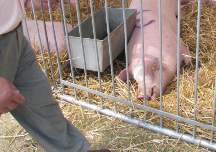 krir, hodowcy, szczepienie zwierząt, leki