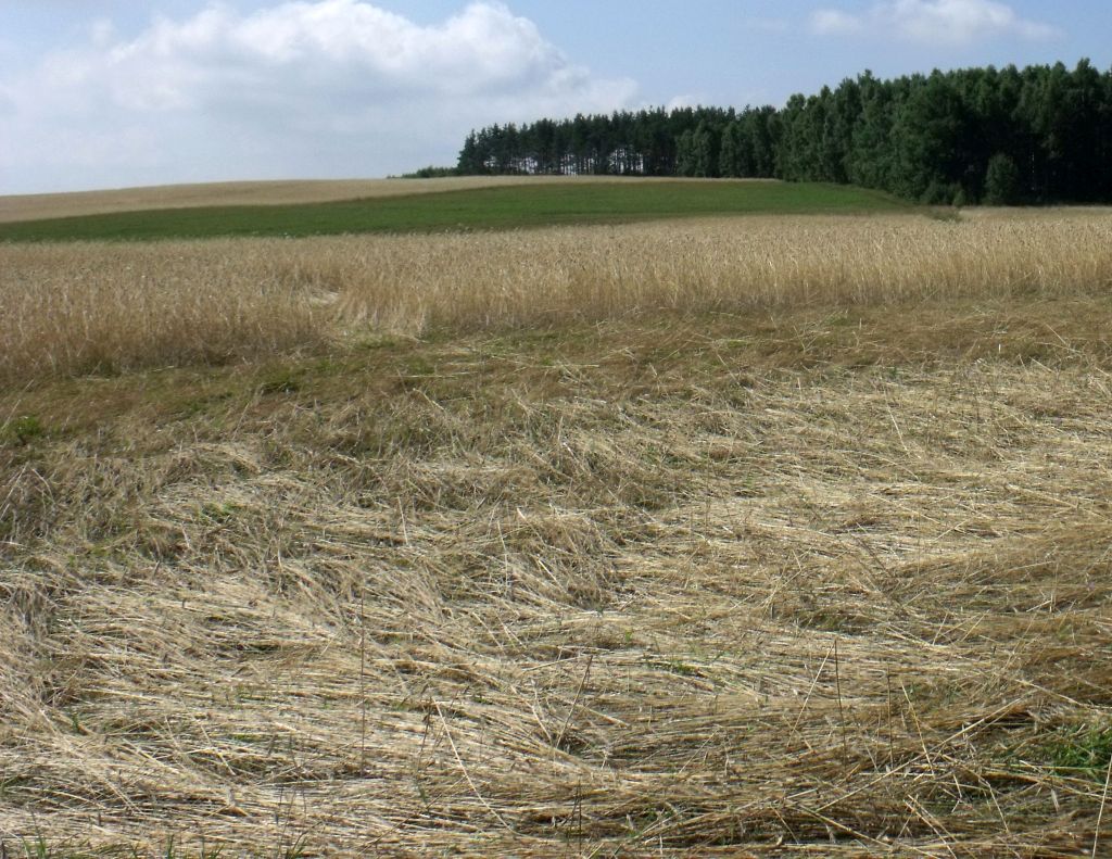 uokik, kara, sąd, rolnicy, siła wyższa