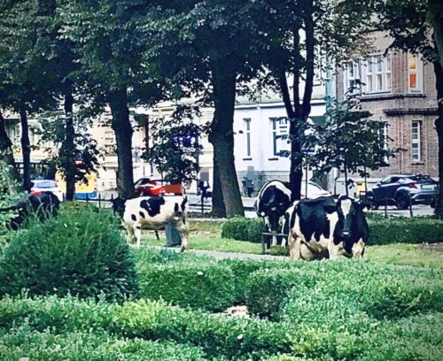 krowy, miasto, bydło, rolnik