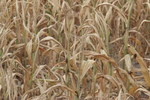 ung, susza, susza rolnicza, kbw