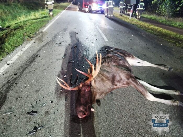 wypadek, łoś, łosie, śmierć motocyklisty
