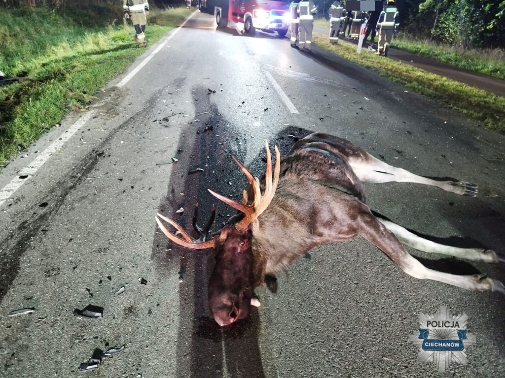 wypadek, łoś, łosie, śmierć motocyklisty