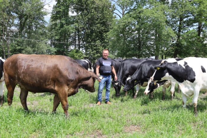 Wypas bydła, zdrowotność, wydajność, uszlachetnianie zboża, przeciwdziałanie kwasicy, wzrost pH zboża, alkalizacja,
