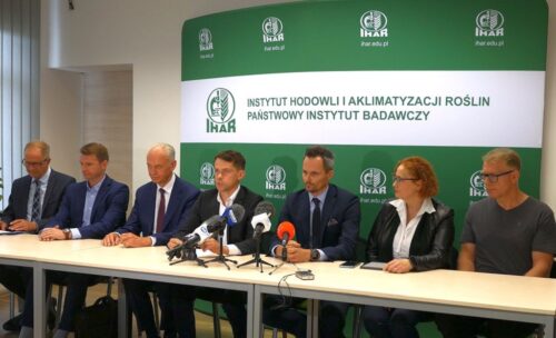 kołodziejczak, ziemniaki, sadzeniaki, ihar-pib