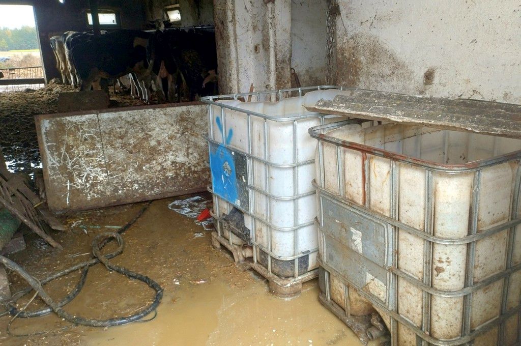 produkcja alkoholu, wyrób alkoholu, bimber, obora, krowy