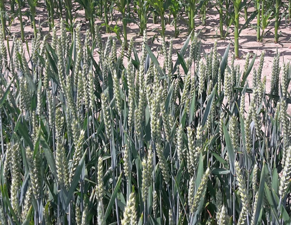 gus, ceny skupu, skupy, targowiska