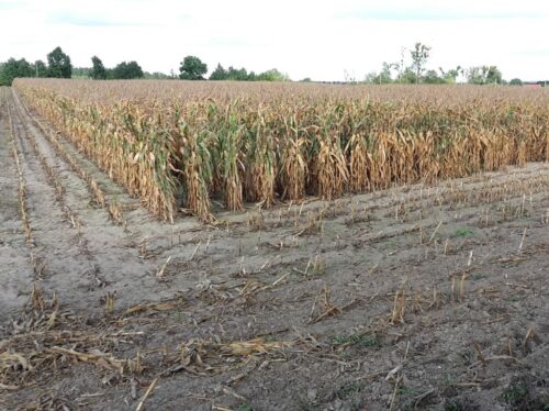 susza, susza rolnicza, kbw, niedobór wody