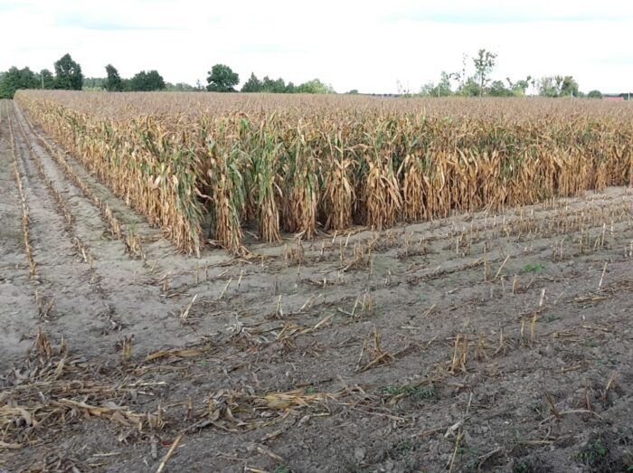 susza, susza rolnicza, kbw, niedobór wody