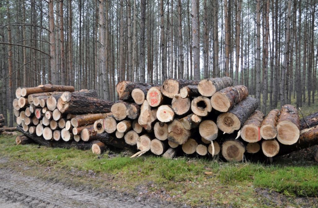 lasy państwowe, zysk, przychody, drewno
