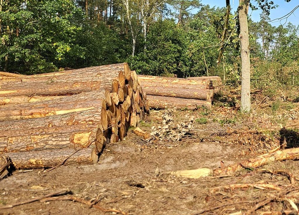 minister klimatu, hennig-kloska, drewno, pozyskanie drewna