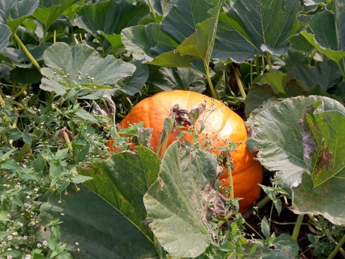 naukowcy, dynie, dynia, wartość odżywcza