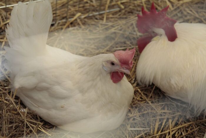 ceny drobiu, żywiec drobiowy, indyki, kurczęta, tuszki, brojlery, eksport, import, Polska