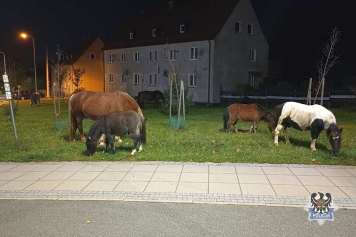 konie, interwencja, utrzymywanie zwierząt, wezwanie