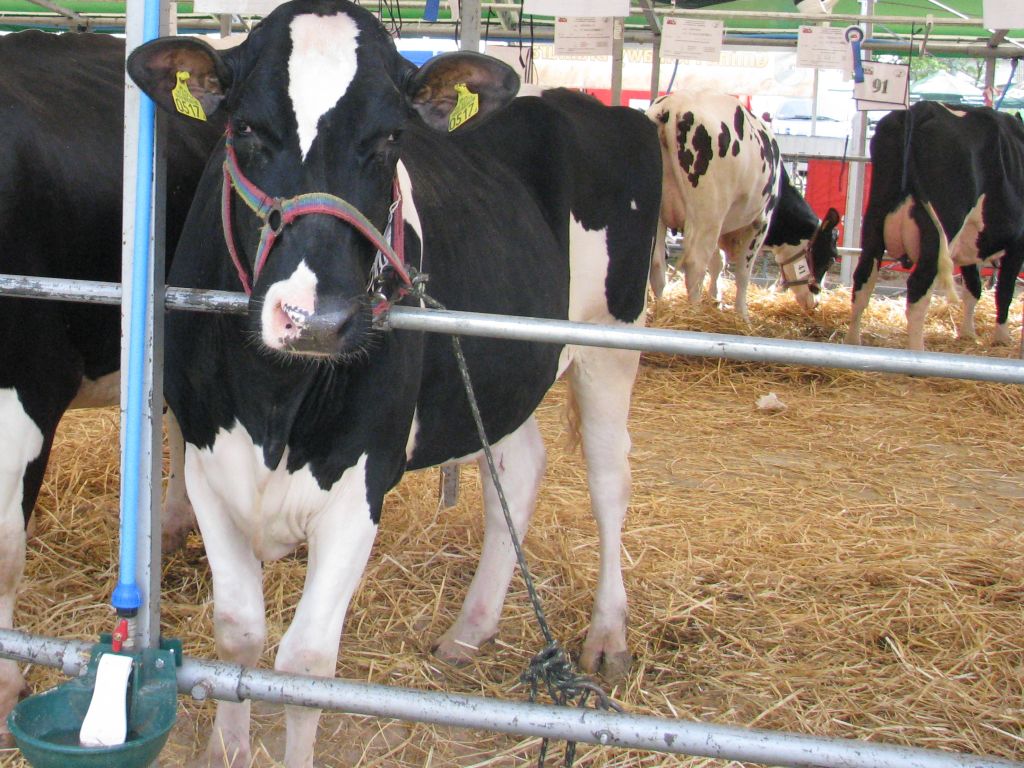 usa, stany zjednoczone, krowy, ptasia grypa