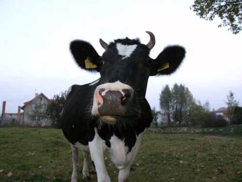 korowy pogłowie obora